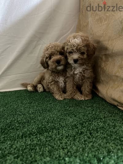Toy poodle