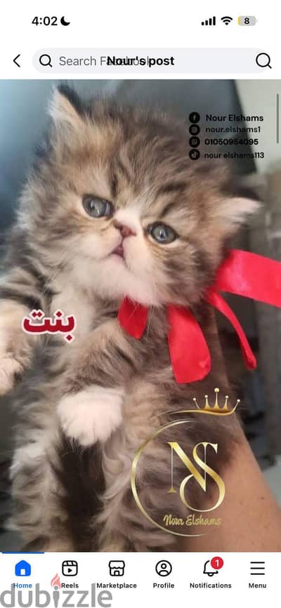 بيع قطة بيرشين براون زورار