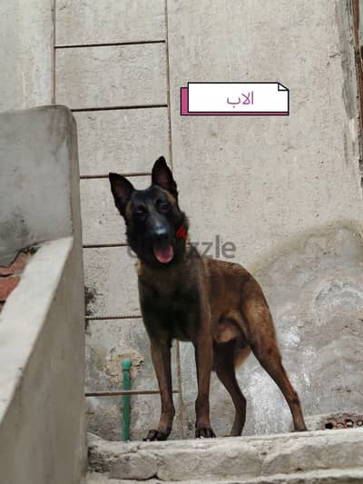 كلاب مالينو للبيع
