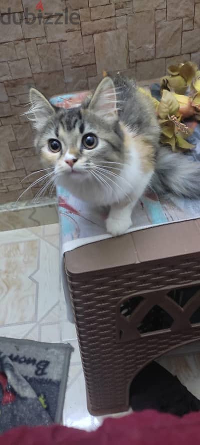 قطه شيرازي بيور