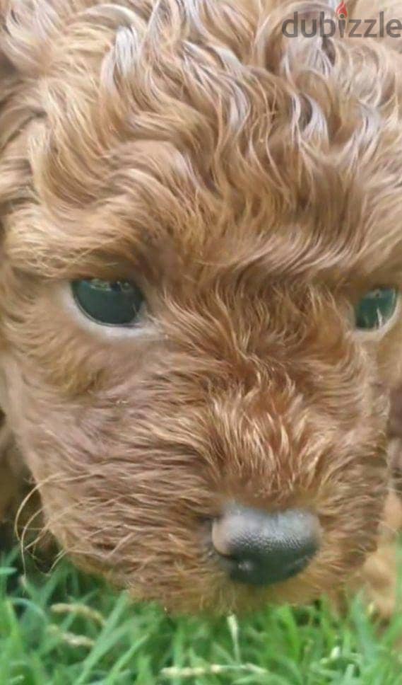 toy poodle 3