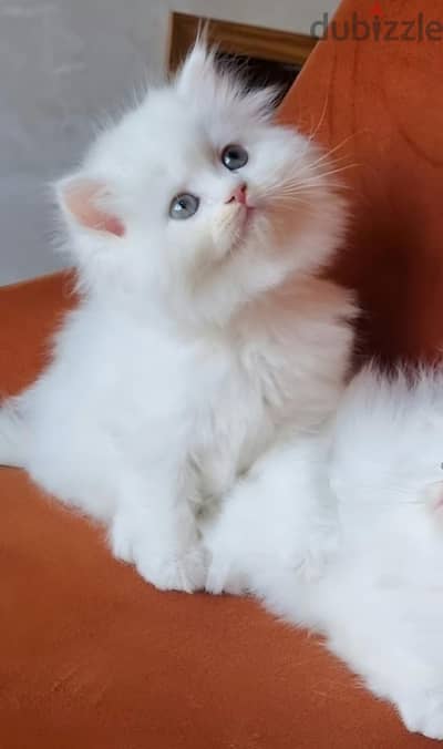 قطة هاف بيكي 55 يوم جاهزة لبيتها
