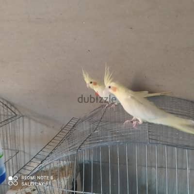 جوز شبابات كوكتيل لاتيني بريل