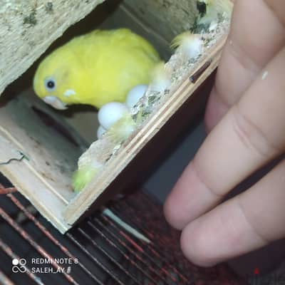 جوز بادجي شغال على الضمان