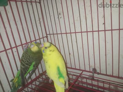 عصافير استرالي