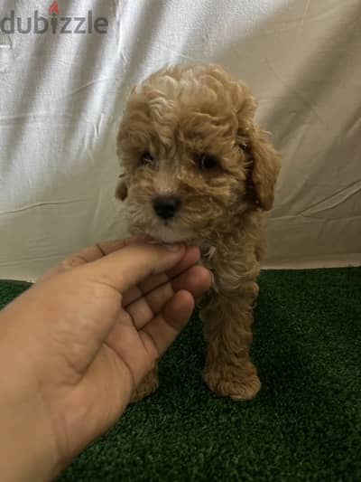 Toy poodle