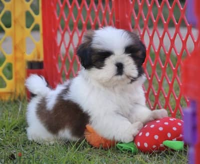 Shitzu puppy