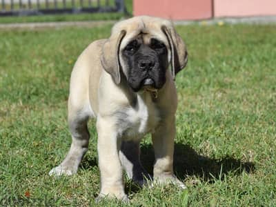 male old English mastiff 60days old imported for reservation