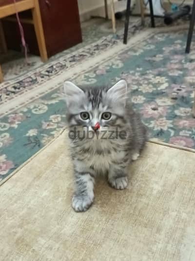 Siberian - Persian 8 weeks Cat