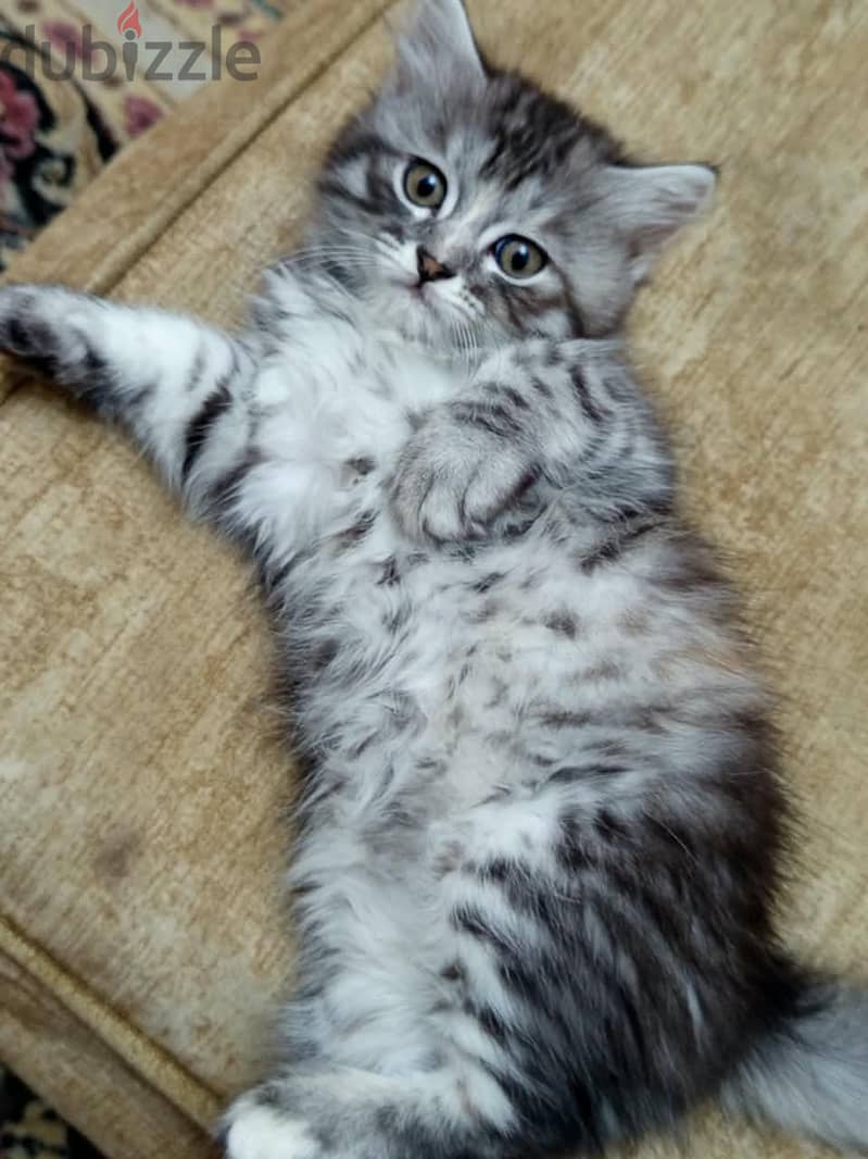 Siberian - Persian 8 weeks Cat 1