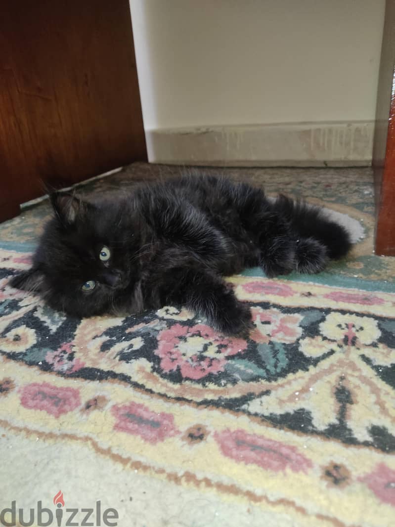 Siberian - Persian 8 weeks Cat 1