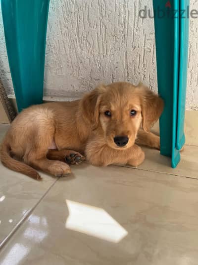 golden retriever pure
