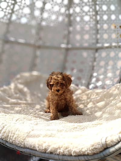 جرو بودل مستورد    Poodle Male