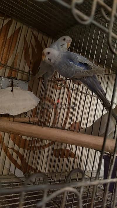 قص دان فالو بلو سكاي شغال