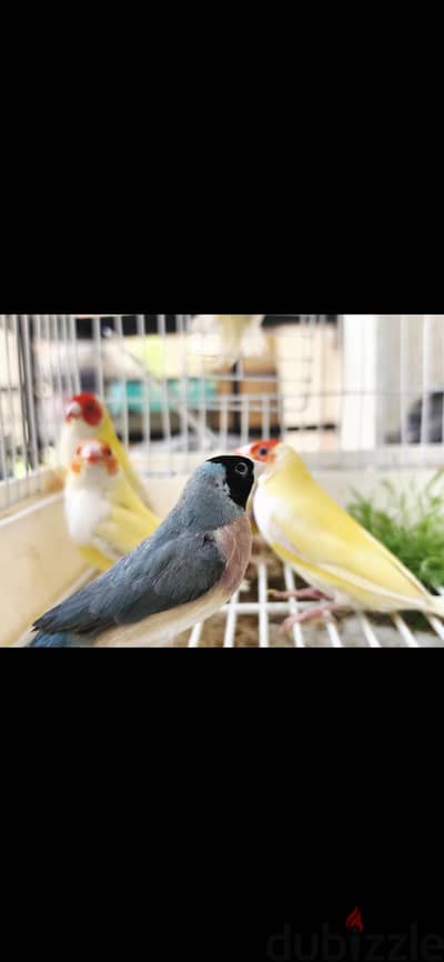 متوفر مجموعة جوالدين فينش أزواج