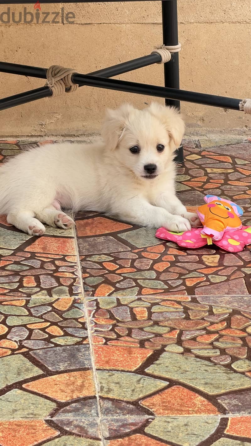 Dog for adoption 3