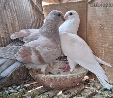 زغلولين استرالي