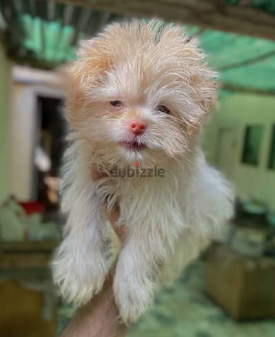 Havanese هافنيز