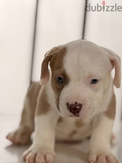 Blue eye puppy rednose