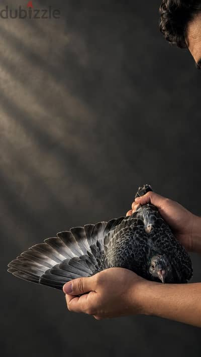 زغلول زاجل ب ورقه التأصيله