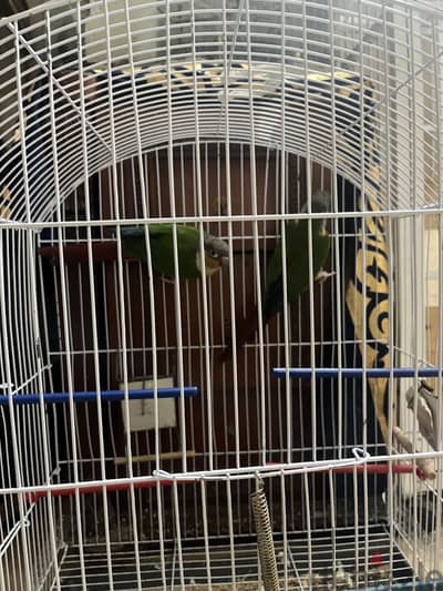 جوز كونير يلو سايد جرين شيك الدكر بالتحليل ومعايد فيديو وهوما منتجين