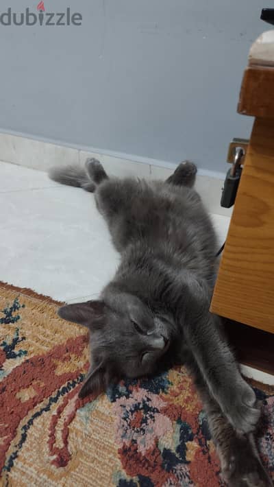 Milo, for adoption