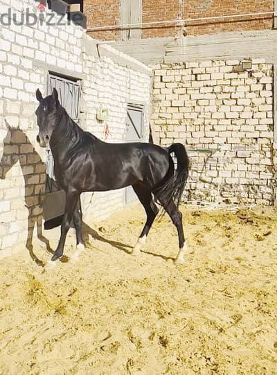 ذكر عربي اصيل (ادهم)