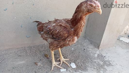 مجموعه برابر هندي شغاله مستوى عالي