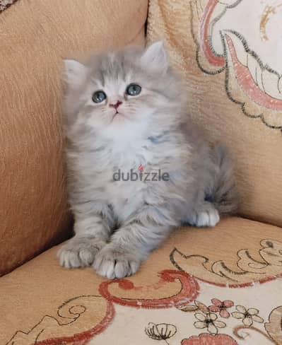 دباديب جاهزين لبتهم الجديد