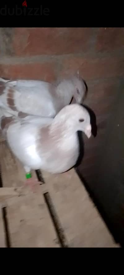 بديري جمعيه