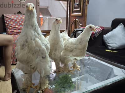 فراخ براهما بيور