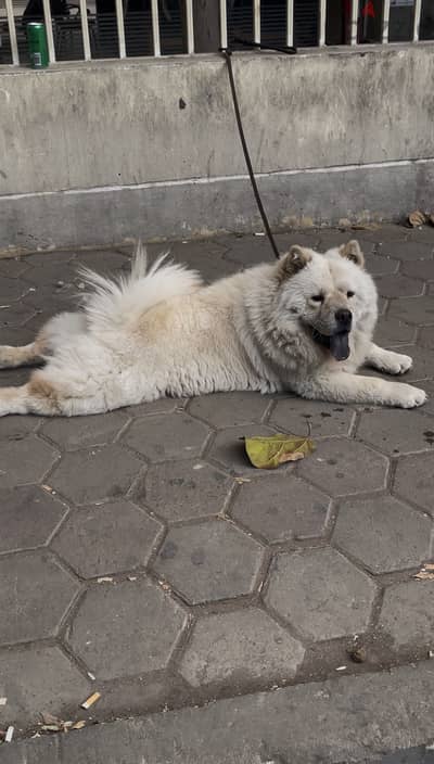 Male chow chow