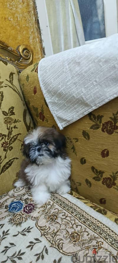 Imported shihtzu puppies شيه تزو شيتزو