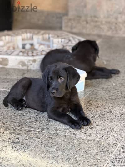 Labrador retreiver puppies لابرادور ريتريفر
