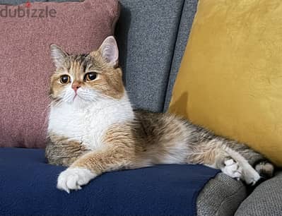 Cat British Pure Gold CFA قطه بنت بريتش جولد بيور شورت هير مستوردة قطة