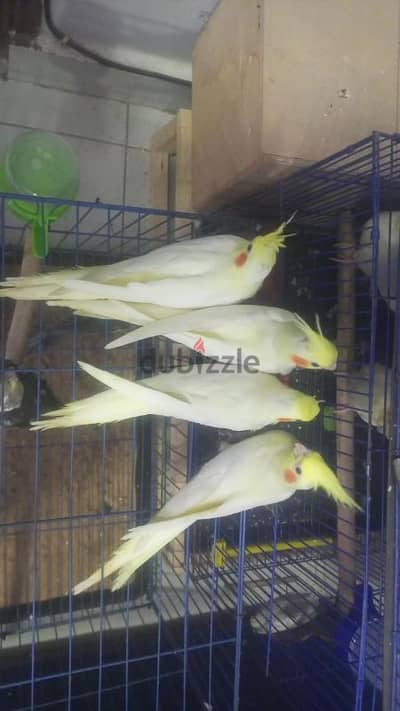 شارع ناهيا بولاق الدكرور الكفر