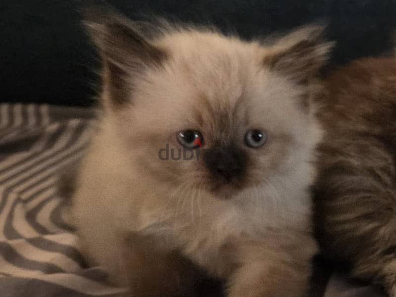 Pure Ragdoll cat 1