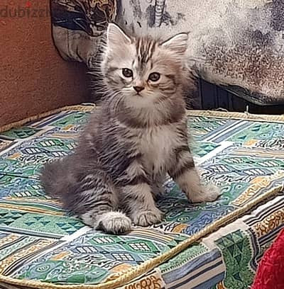 قطط شيرازي عمر 62 يوم ذكر و انثى