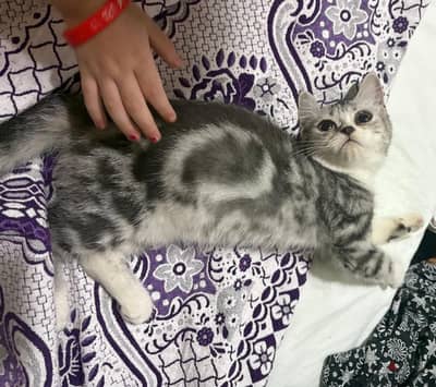 سكوتش ستريس  شقى وبيحب اللعب