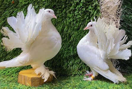 قصوص من الحلويات