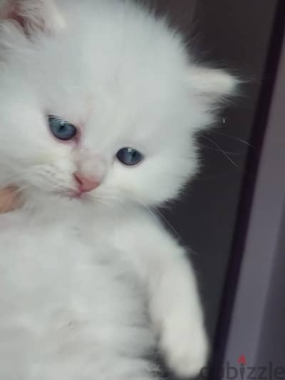 قطاقيط هيمالايا وبيرشن هاف