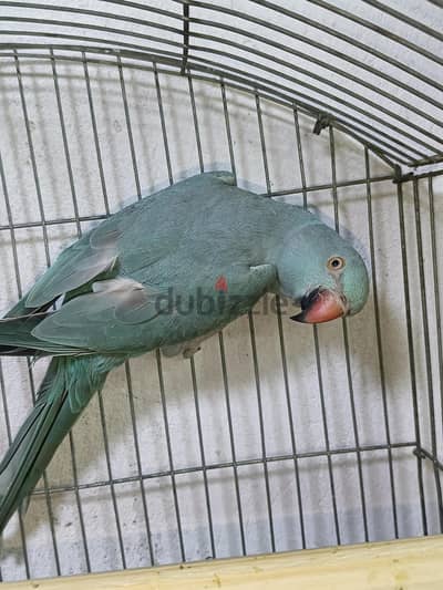 نتايتين سينامون وبلو