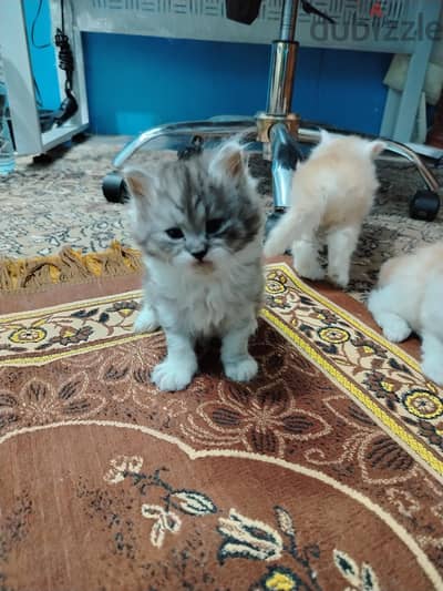 قطط شيرازي بنات وأولاد