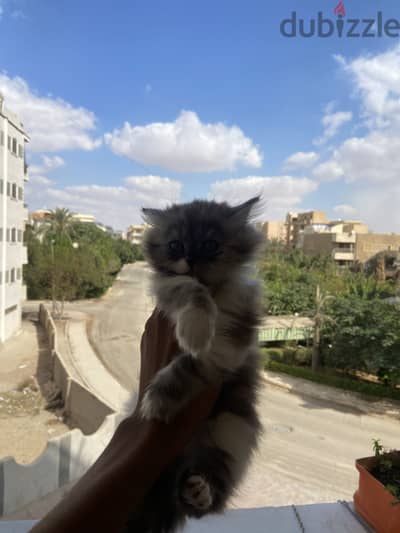 قطه شيرازي مون فيس
