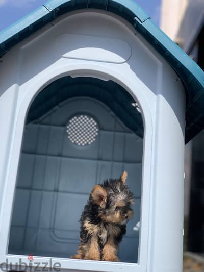Yorkshire puppy male imported parents
