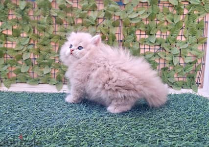 قطط بيرشن هاف بيكي