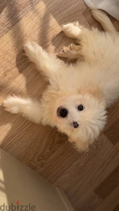 Havanese puppy