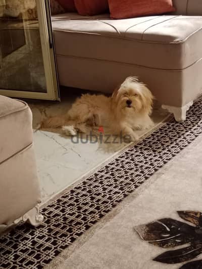 Havanese