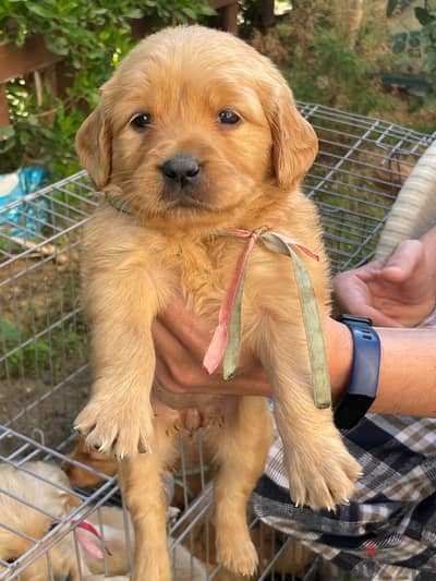 Pure Golden Retriever Puppies –  جراوي جولدن بيور الاب مستورد