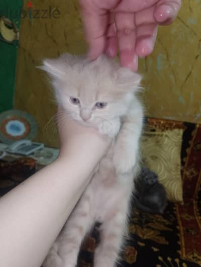 قطط عندهم 50 يوم